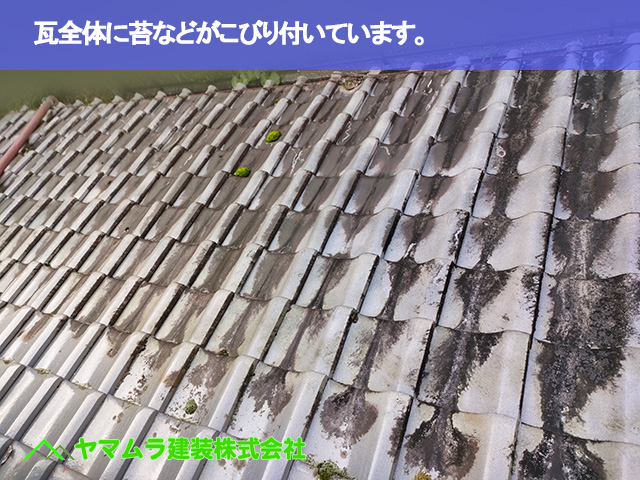 02．常滑市　点検　瓦全体に苔などがこびり付いています。