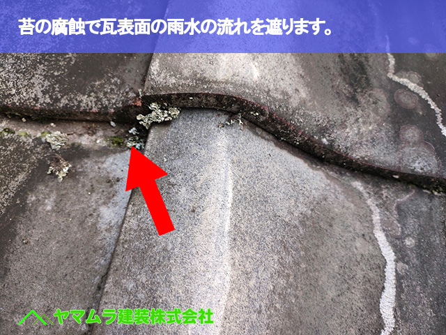05．常滑市　点検　苔の腐蝕で瓦表面の雨水の流れを遮ります。
