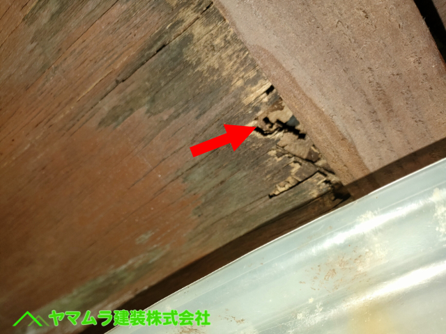 02．名古屋市昭和区　雨漏り点検　屋根裏では雨漏りが原因で板材が腐食していました。